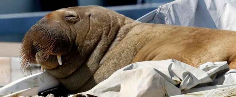 The walrus Freya, star of the Oslo Fjord, euthanized