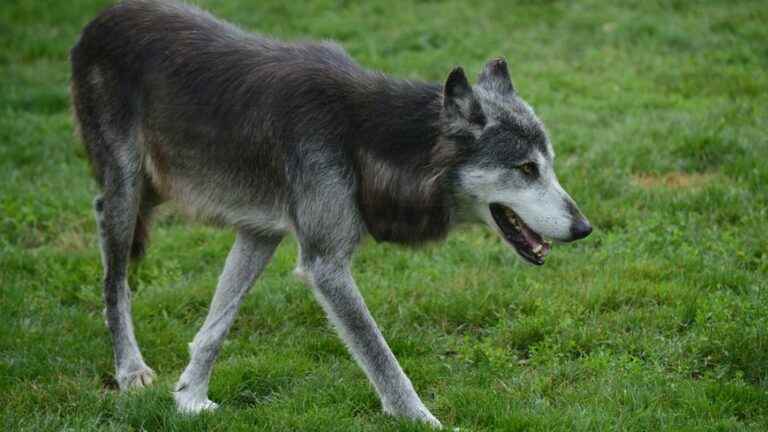 They imitate the cry of the wolf to spot possible cubs on the Larzac plateau