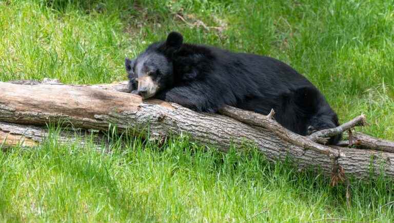 Tibetan black bear