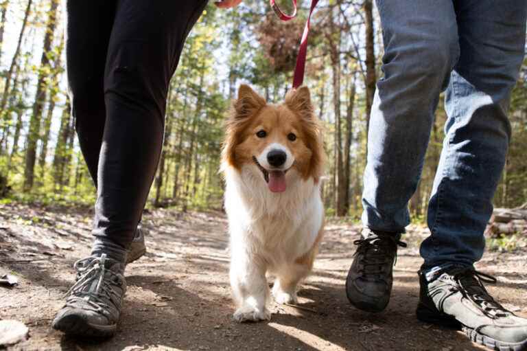 Train Pitou for hiking |  The Press