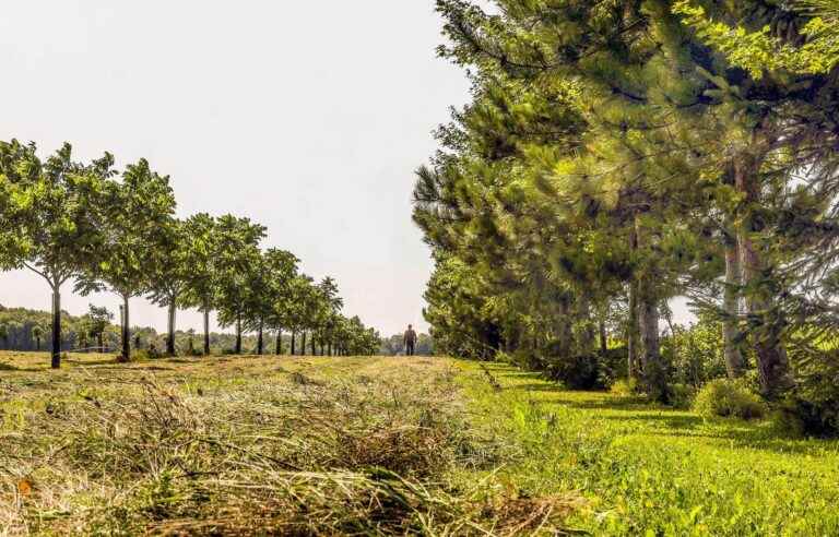 Trees and farmers in harmony