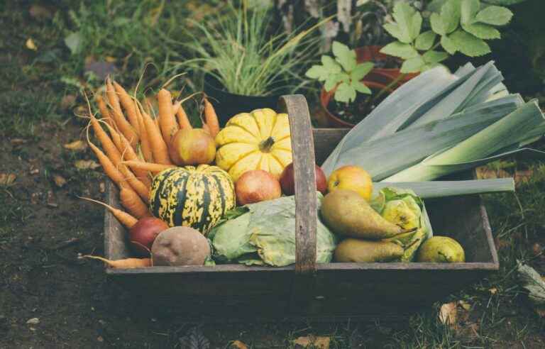 What to harvest in the fall in the vegetable garden?