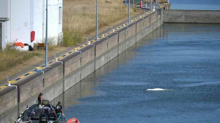 What we know about the operation to rescue the beluga lost in the Seine