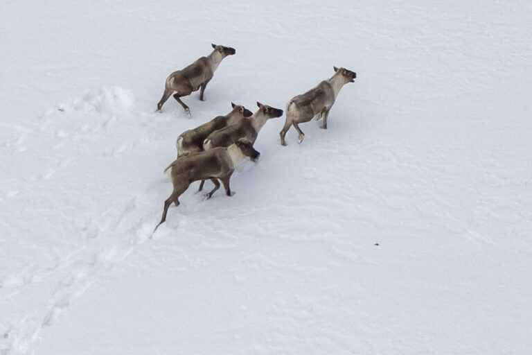 Woodland and mountain caribou |  “There is an urgent need to act”, says the report of the Independent Commission