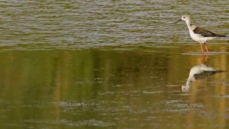 a Belgian couple immortalizes the birds of the Brenne natural park