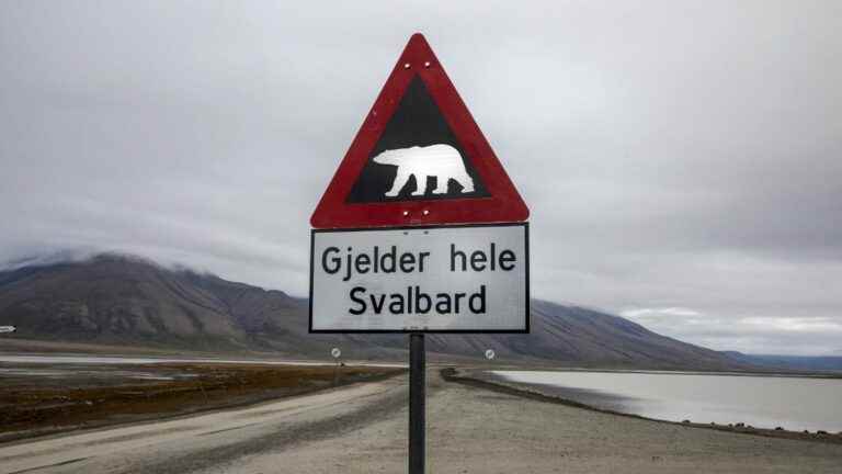 a French tourist injured by a polar bear in the Svalbard archipelago