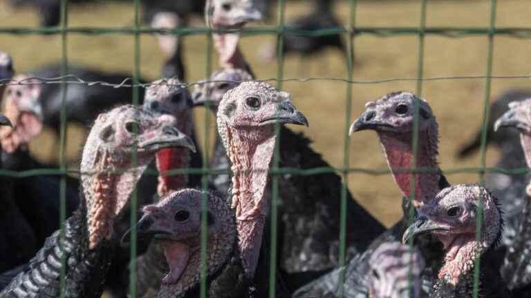 a case detected in a turkey farm in the Somme