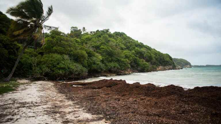 a “public anti-Sargassum service” will be set up by October