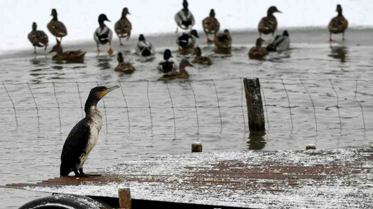 an outbreak of bird flu declared, 10,600 ducks slaughtered