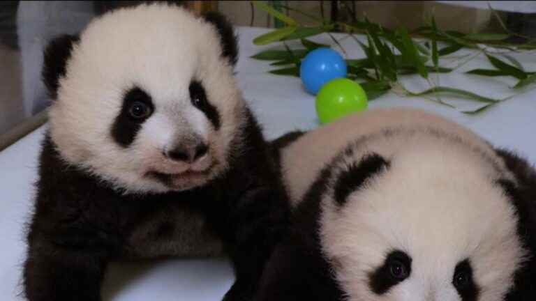 at the Beauval zoo, the twins celebrate their first birthday