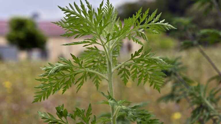 because of the heat wave, ragweed spreads its first pollen grains earlier