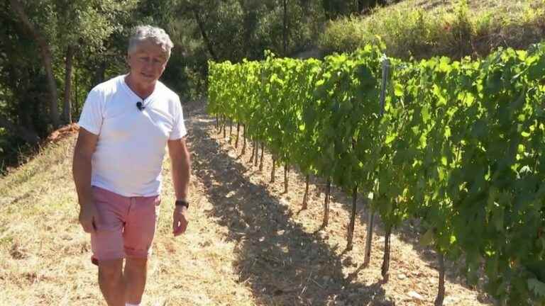 boars attack vines