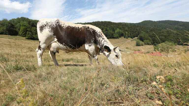 breeding must be adapted to what “will be the norm in 25 years”, says a climatologist