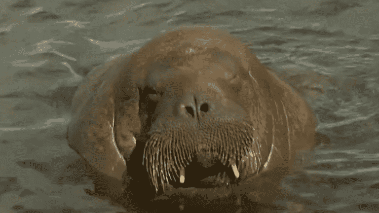 controversy after the euthanasia of a famous walrus considered dangerous