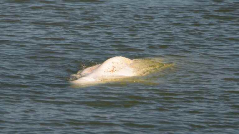 suffering, the cetacean was euthanized