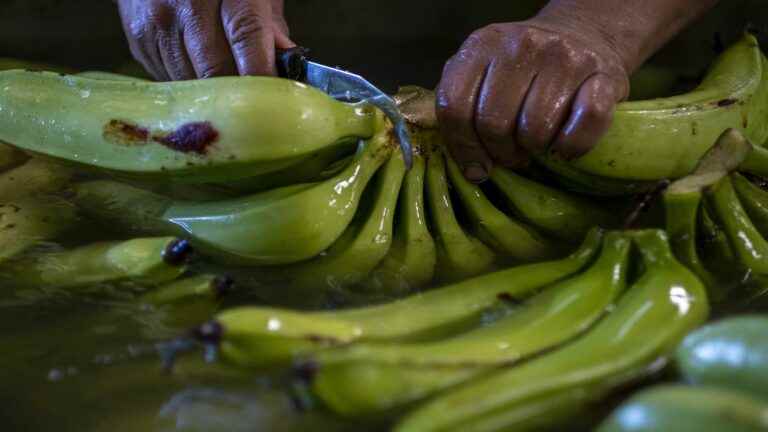 discovery of the fraudulent use of a molecule to make plantain bananas yellow faster