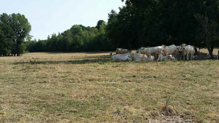 due to the drought, the production of AOP Salers cheese is stopped for an indefinite period