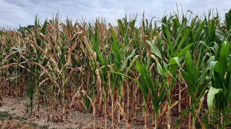 early harvest of ‘corn that burned in place’ could shake up milk and beef prices