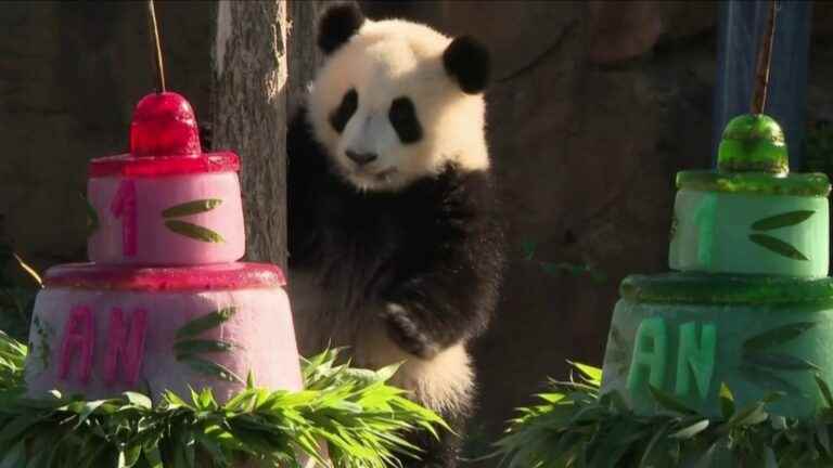 female pandas celebrate their first birthday