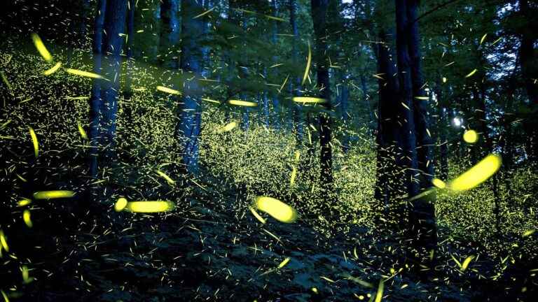 fireflies prefer to love each other in the dark