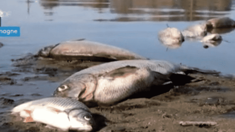 fish slaughter in a German river