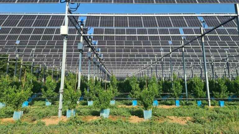 fruit trees in the shade of solar panels in Étoile-sur-Rhône