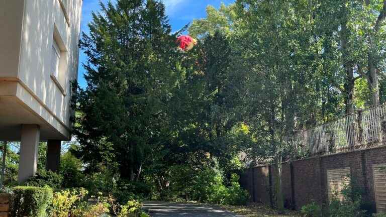 he falls into a tree in Lille