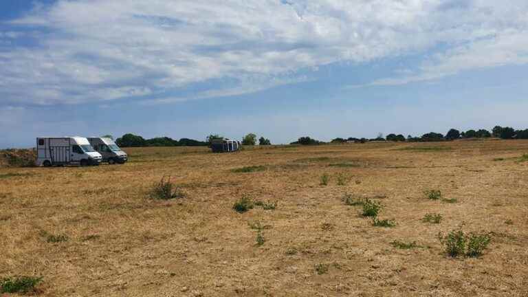 horses to prevent illegal installations on the airfield grounds