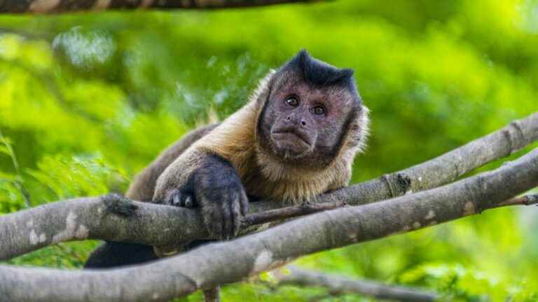 in Brazil, primates attacked because suspected of having a link with the disease