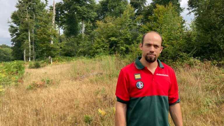 in Brittany, the trees are suffering from the drought