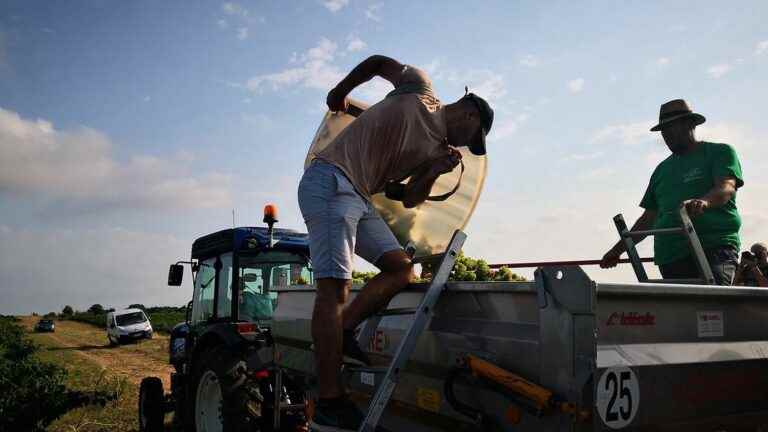 in Roussillon, increasingly early harvests and falling yields