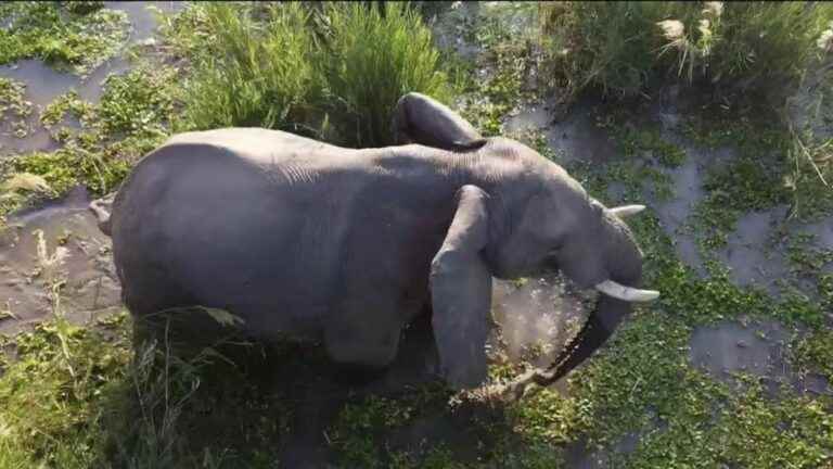 in Zimbabwe, elephants threaten the lives of people