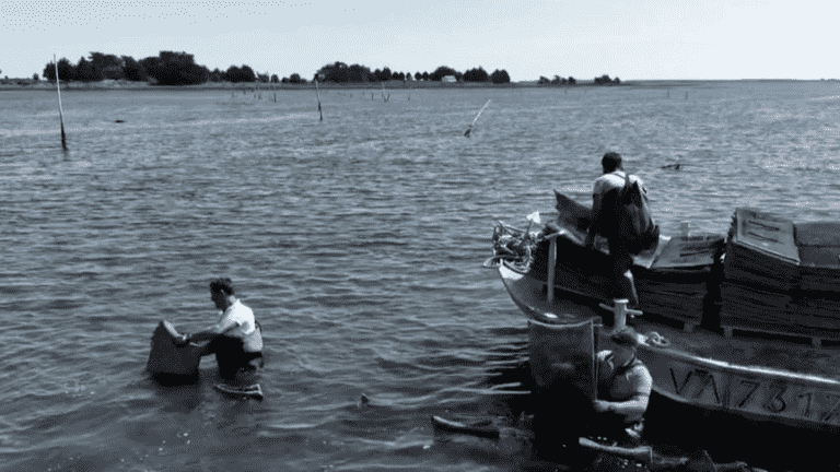 in the Gulf of Morbihan, oyster farming as a family heritage