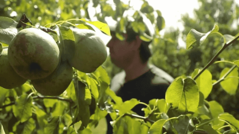 in the face of drought, market gardeners try new methods