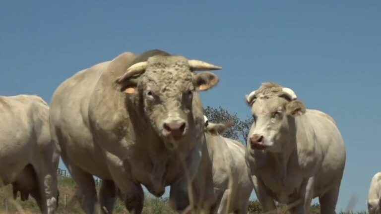 lack of fodder, breeders forced to sell their animals