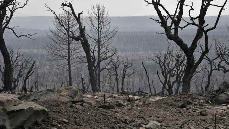 more than 10,000 hectares of a UNESCO-listed park destroyed by fires