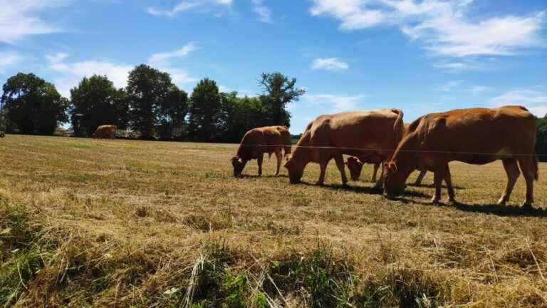 of cattle farmers start their fodder three months in advance