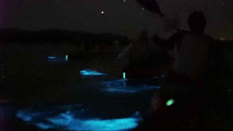 on the island of Vieques, bioluminescent planktons light up the waters