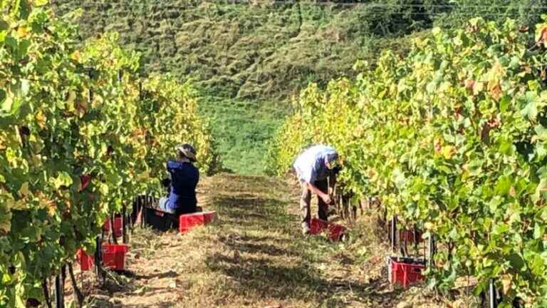 on the slopes of the Vézère, the harvest is now!