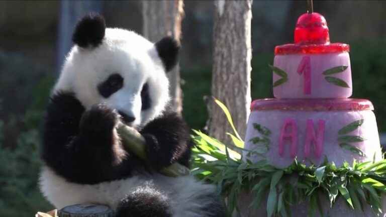 panda twins celebrate their first birthday