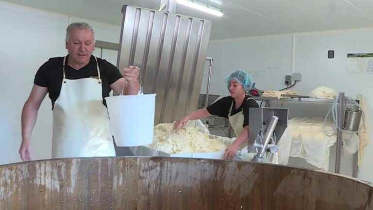 production of AOP Salers cheese stopped in Cantal