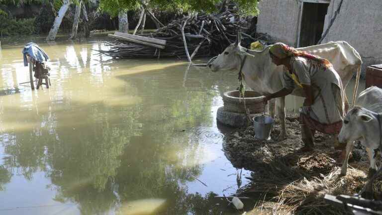 ravaged and in a state of emergency, the authorities appeal for international aid