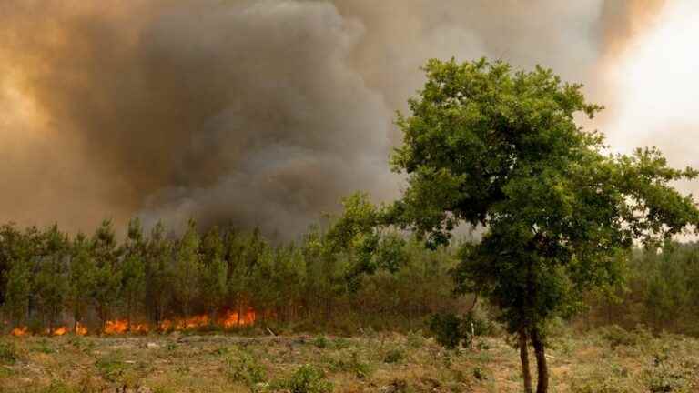 record carbon emissions linked to fires in France