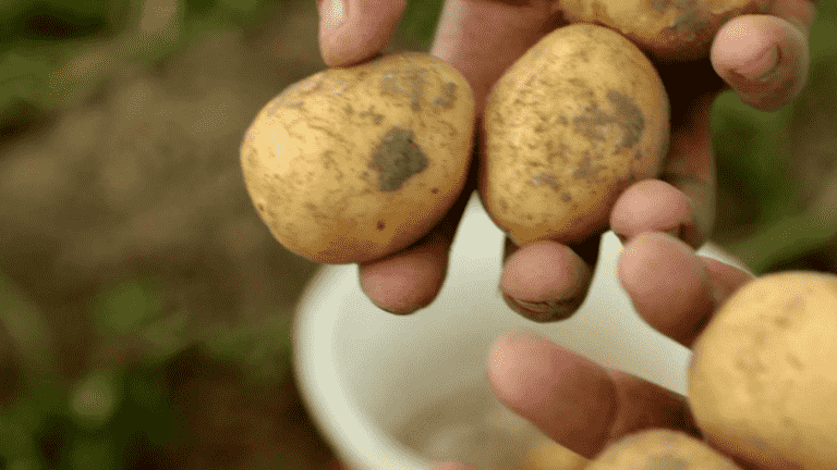 smaller potatoes this year, a threat to the French fry industry