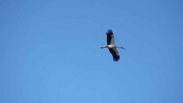 storks are migrating early, swifts are warm, swallow populations are stabilizing