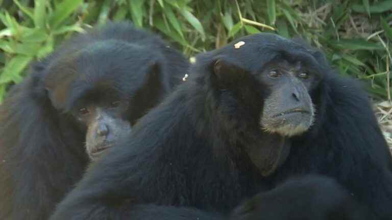 the animals of the Arcachon zoo are back home