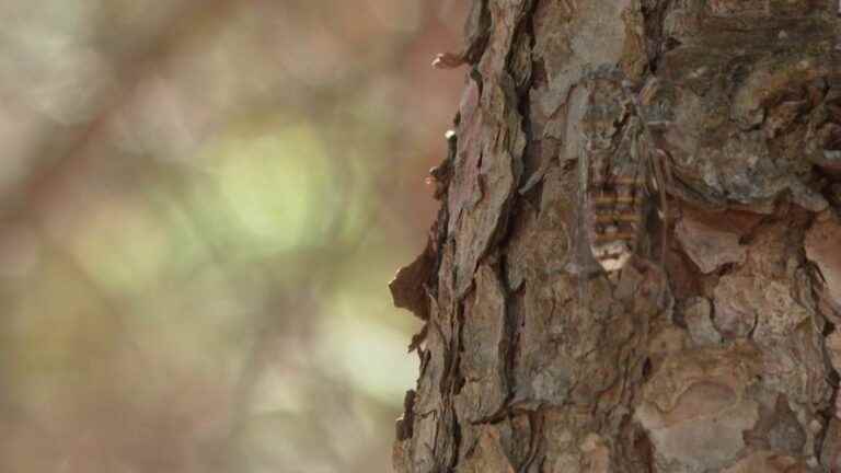 the cicadas no longer sing