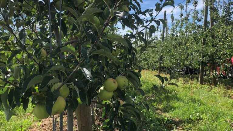 the difficult campaign to recruit apple pickers is launched