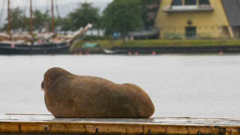 the female walrus Freya, star of the Oslo Fjord, has been euthanized