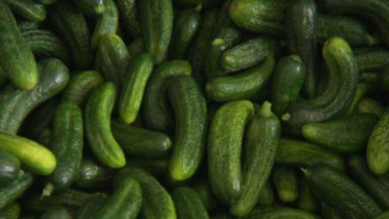 the first harvests of pickles have started in Picardy